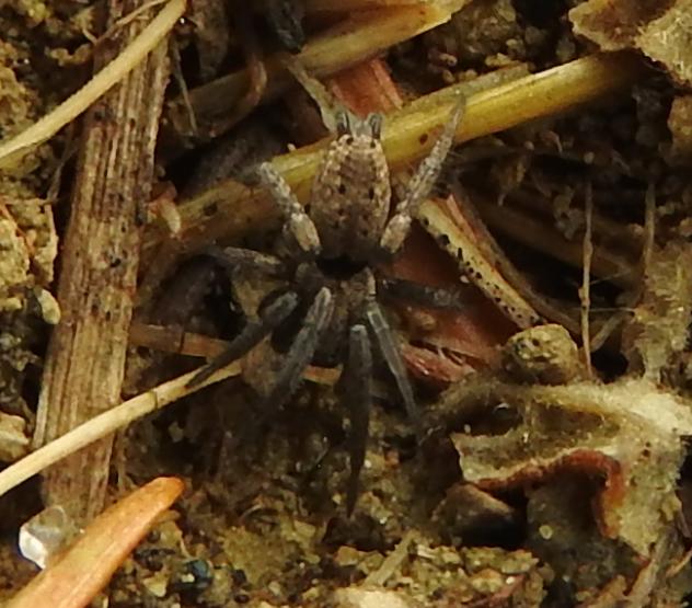 Gnaphosidae: Nomisia sp. - Gorgoglione (MT)